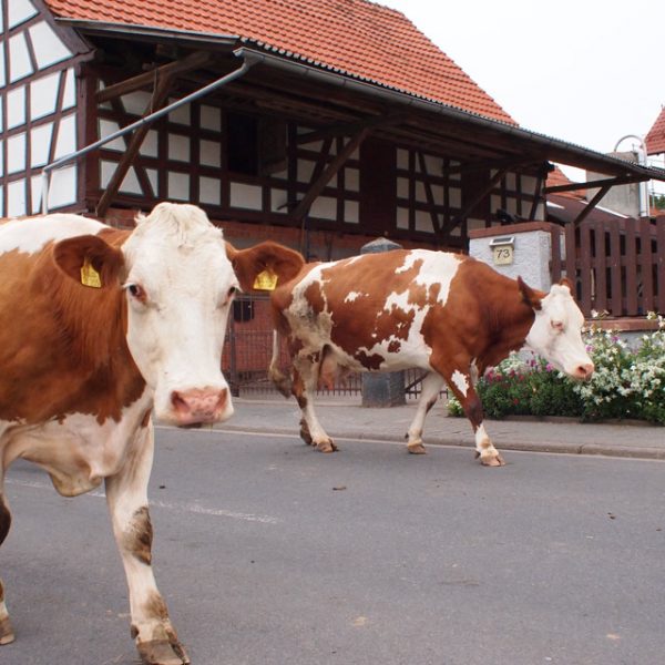 Bauernhof- und Landurlaub in Hessen - Kinderbauernhof Dingeldey