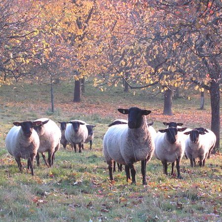 Bauernhof- und Landurlaub in Hessen
