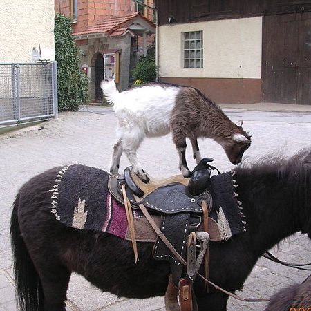 Bauernhof- und Landurlaub in Hessen