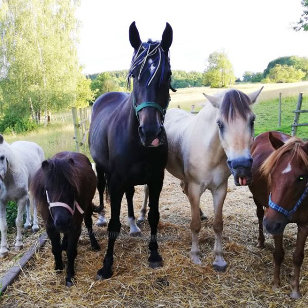 Bauernhof- und Landurlaub in Hessen - Ferienhof Kredel