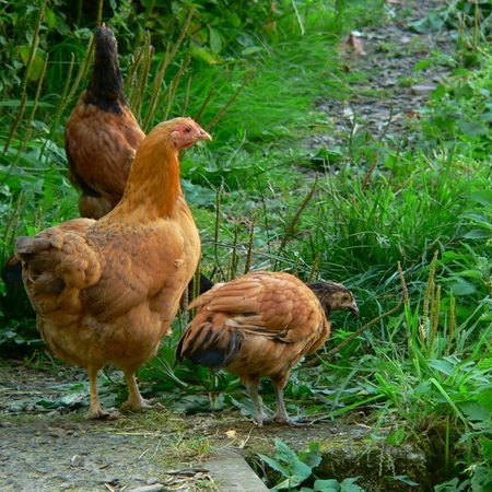 Bauernhof- und Landurlaub in Hessen