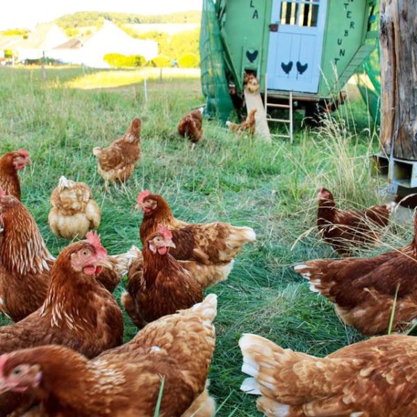 Bauernhof- und Landurlaub in Hessen - Kinderbauernhof Dingeldey