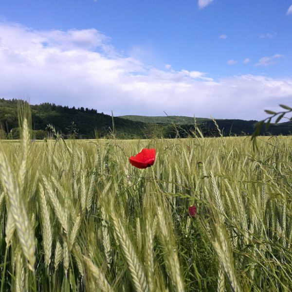 Bauernhof- und Landurlaub in Hessen - Sonnenhof